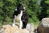 BORDER COLLIE 581